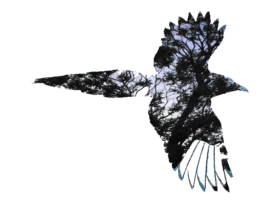 magpie